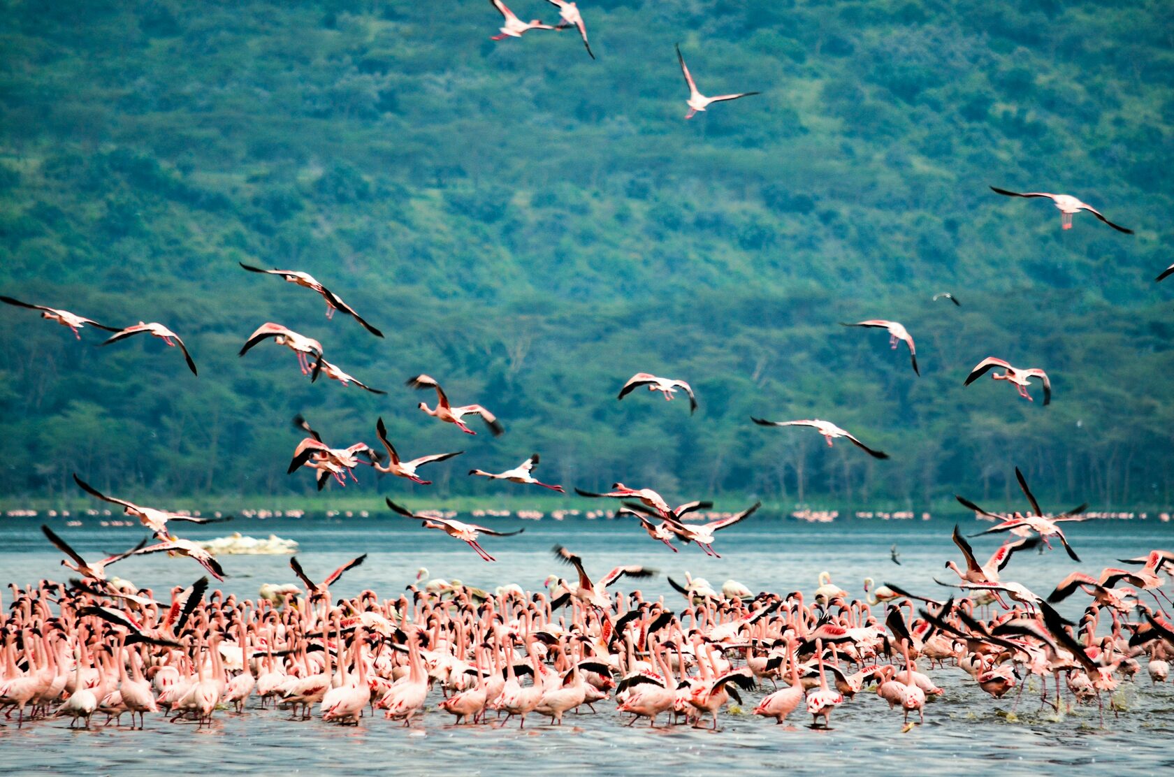 Какие животные мигрируют. Миграция животных. Миграция животных фото. Фламинго в Танзании. Миграция животных в Кении.