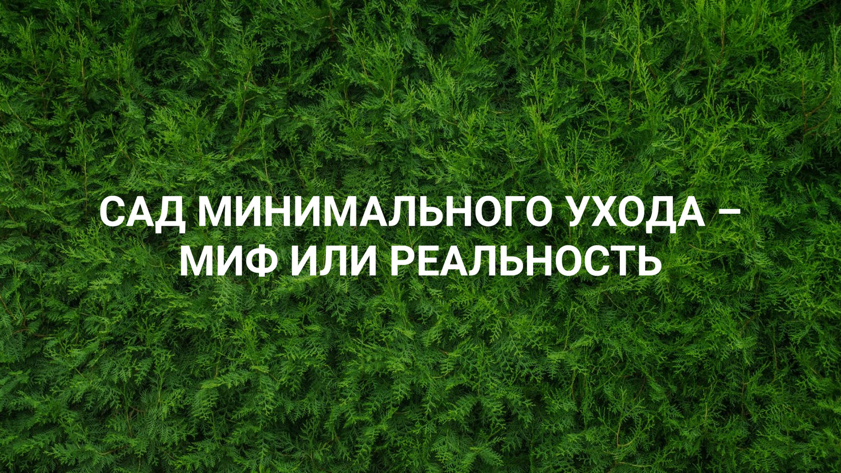 Сад минимального ухода: как должен выглядеть сад малого ухода, выбор  растений и цветов не требующих особого ухода - ЛСК, СПб