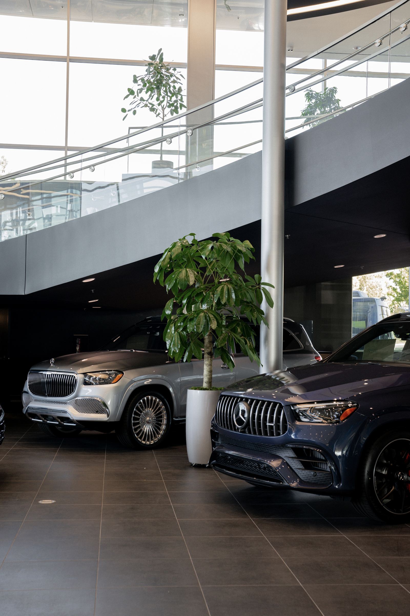 Tall plant between cars in the atrium, Mercedes-Benz of Escondido