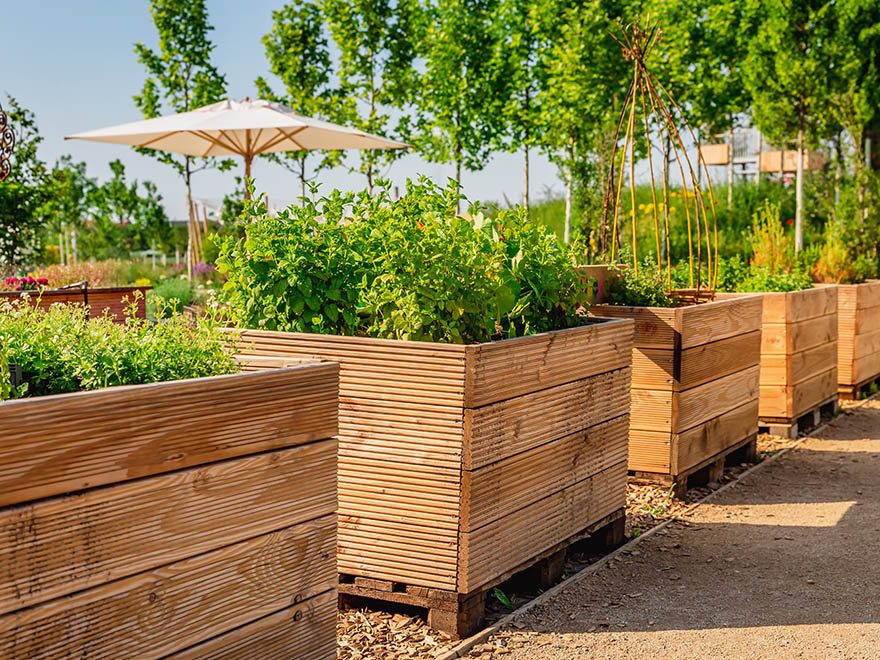 Vegetable garden with wooden planters filled with lush green herbs and plants, surrounded by trees and a sunshade, illustrating organic gardening practices.