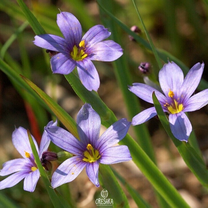 Seeds of narrow-leaf blue-eyed-grass (Sisyrinchium angustifolium) — 20 pcs