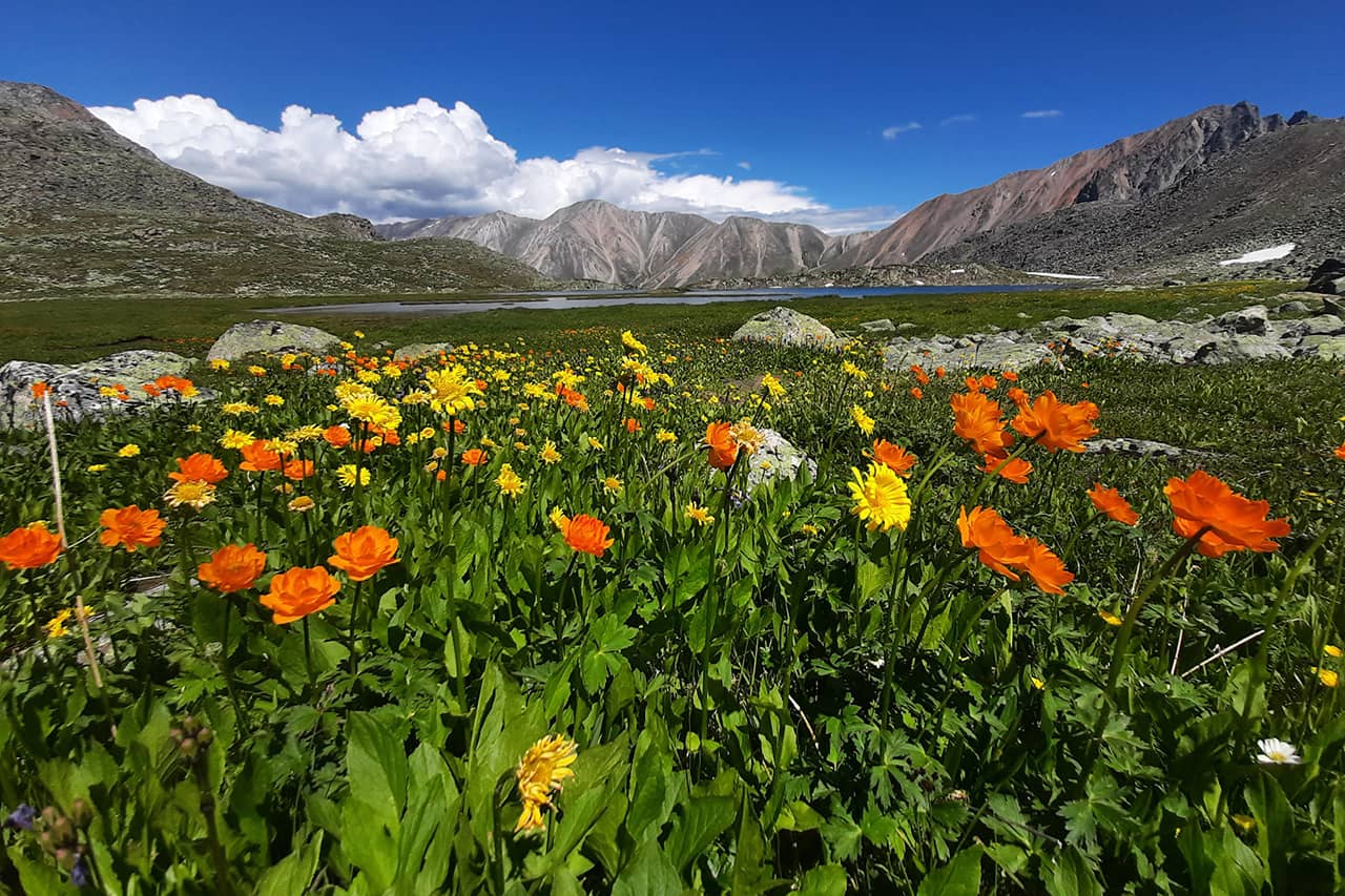 Стланик и море город оха. Красная трава в алтайских солончаках. Полевой метод исследования. Леспедеца в приморье. Экспедиция растения.