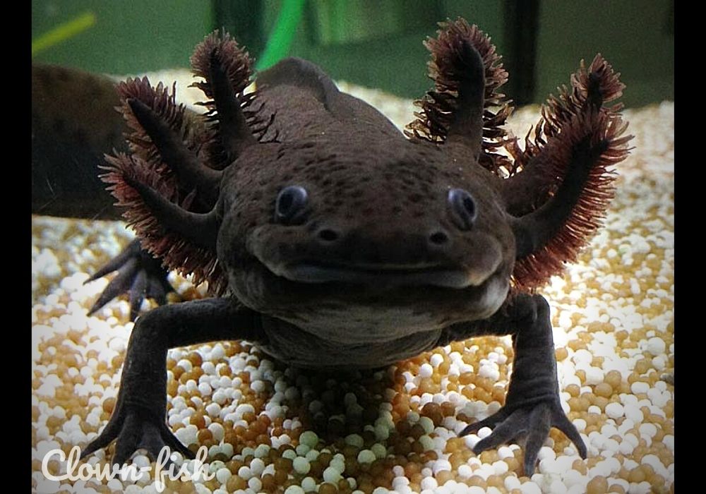 Аксолотль - Темный