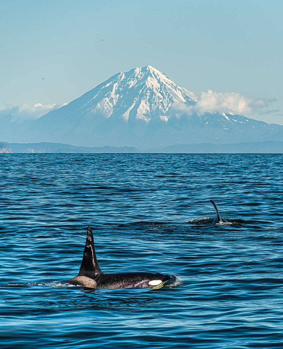 косатки на фоне вулкана