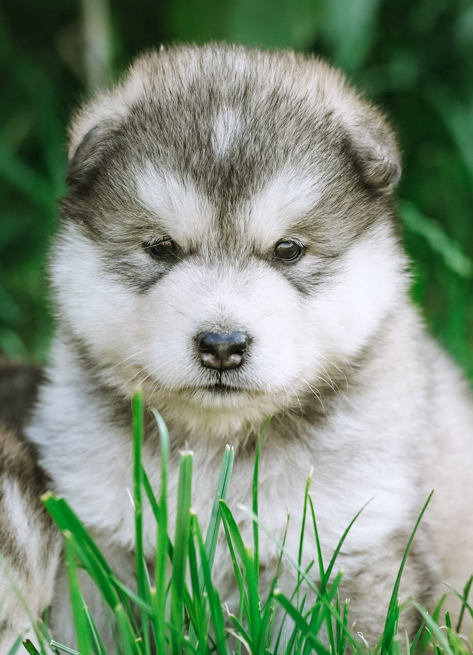 Nord Imperial Step Up — gray-white male puppy