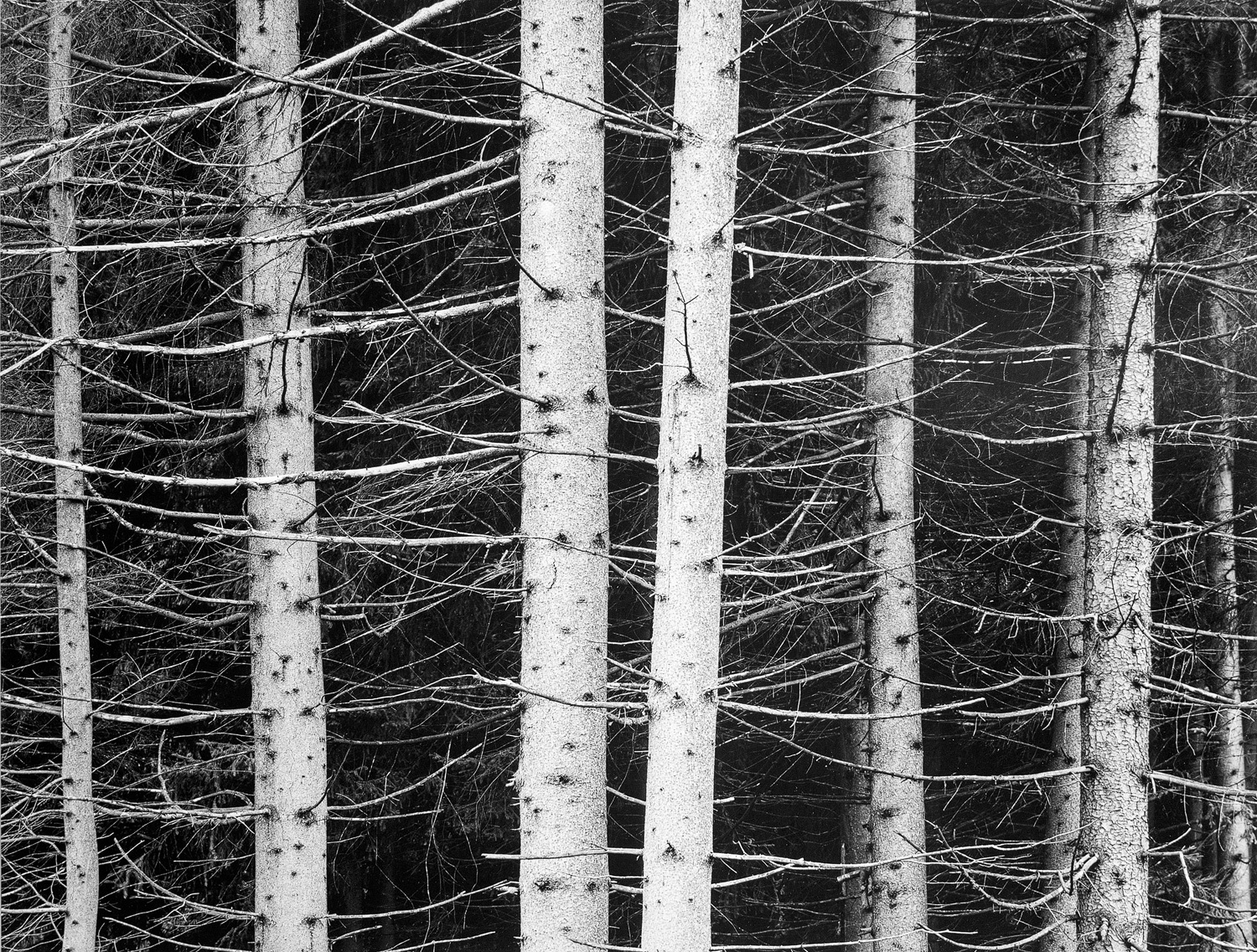 Trees near moscow