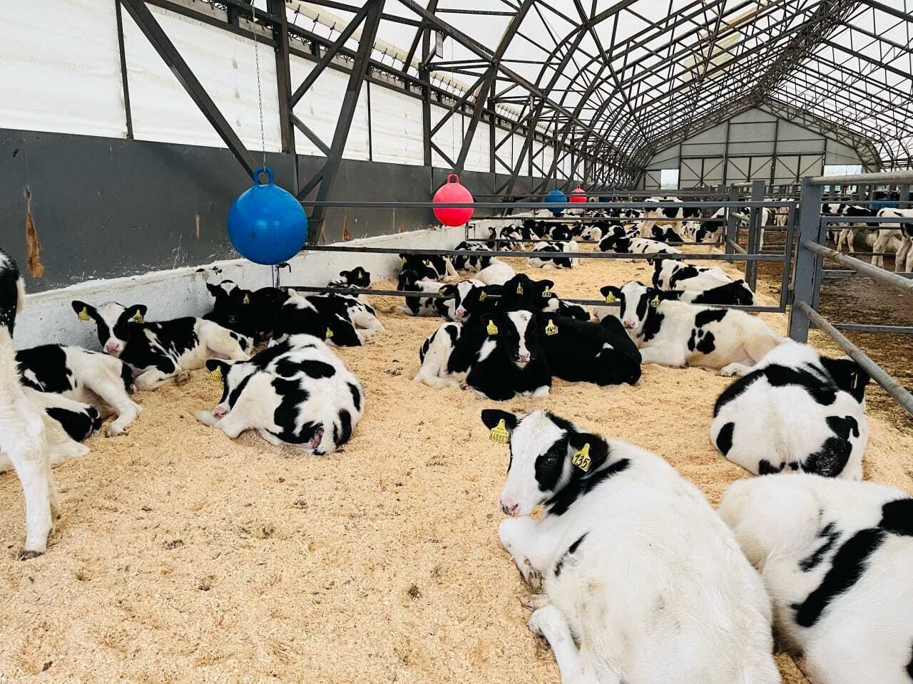 Телята в коровнике — пример работы эффективной системы воспроизводства.