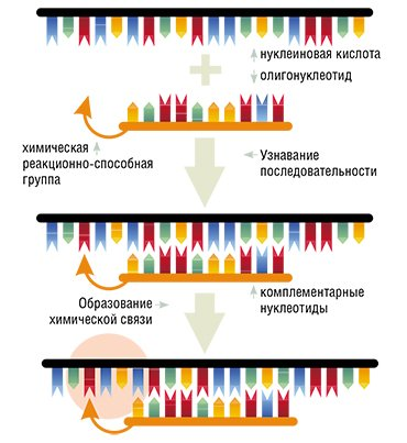 Последовательность олигонуклеотидов. Олигонуклеотид структурная формула. Строение нуклеотида днк и рнк. Есть три олигонуклеотида со следующими последовательностями. Есть три олигонуклеотида со следующими последовательностями.