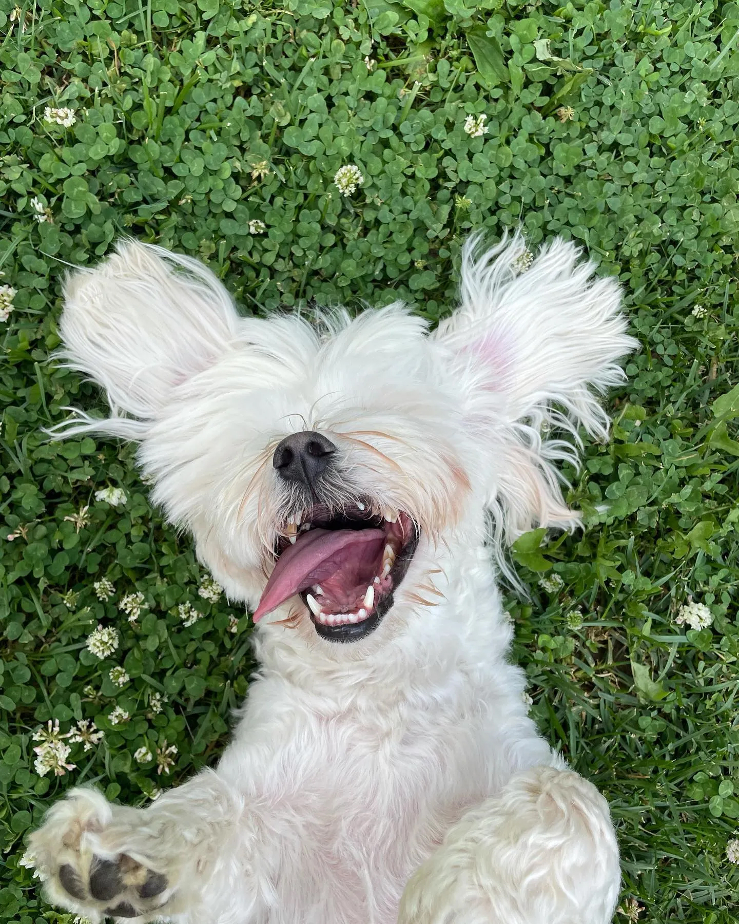 Зоогостиница