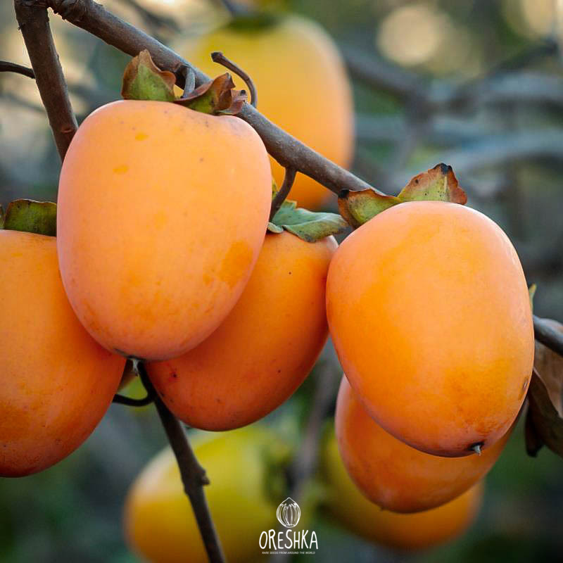 Virginia Persimmon Diospyros virginiana seeds — Oreshka Seeds