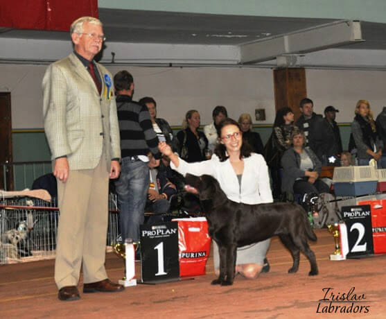 лабрадор питомника IRISLAV -  ROBUSTA RICH, на выставке в Одессе стала лучшим щенков выставки