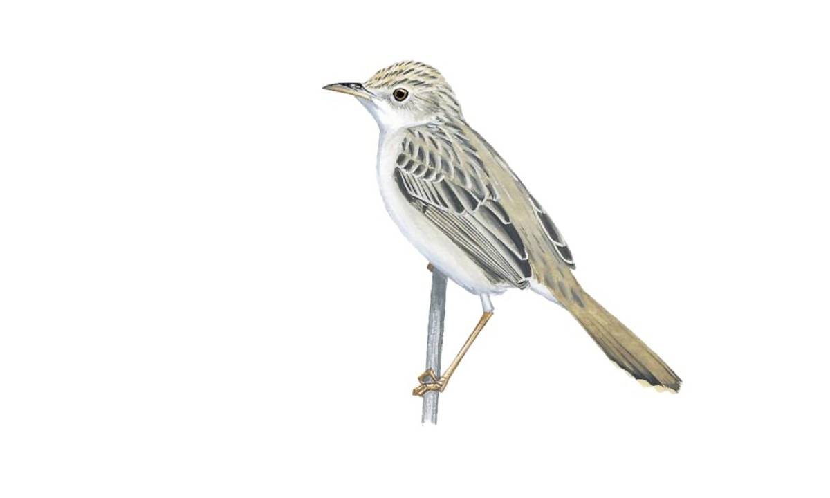 Танская цистикола (Cisticola restrictus)