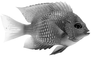 курс по нейросетям, курсы по нейросетям, курс по midjorney, курсы midjorney, курсы по нейросетям для начинающих, курсы по работе с нейросетями, обучение нейросетям, ии курсы, midjourne нейросеть, как использовать миджорни, как работать в миджорни