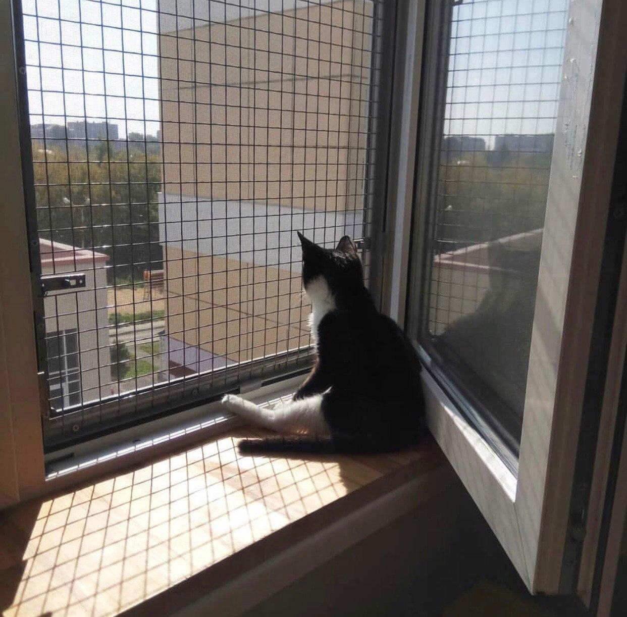 Сетка на окно для кошек антикошка купить. Сетка антикошка. Антикошка на пластиковые окна. Антикошка на окна СПБ. Сетка антикошка на окно из металла.