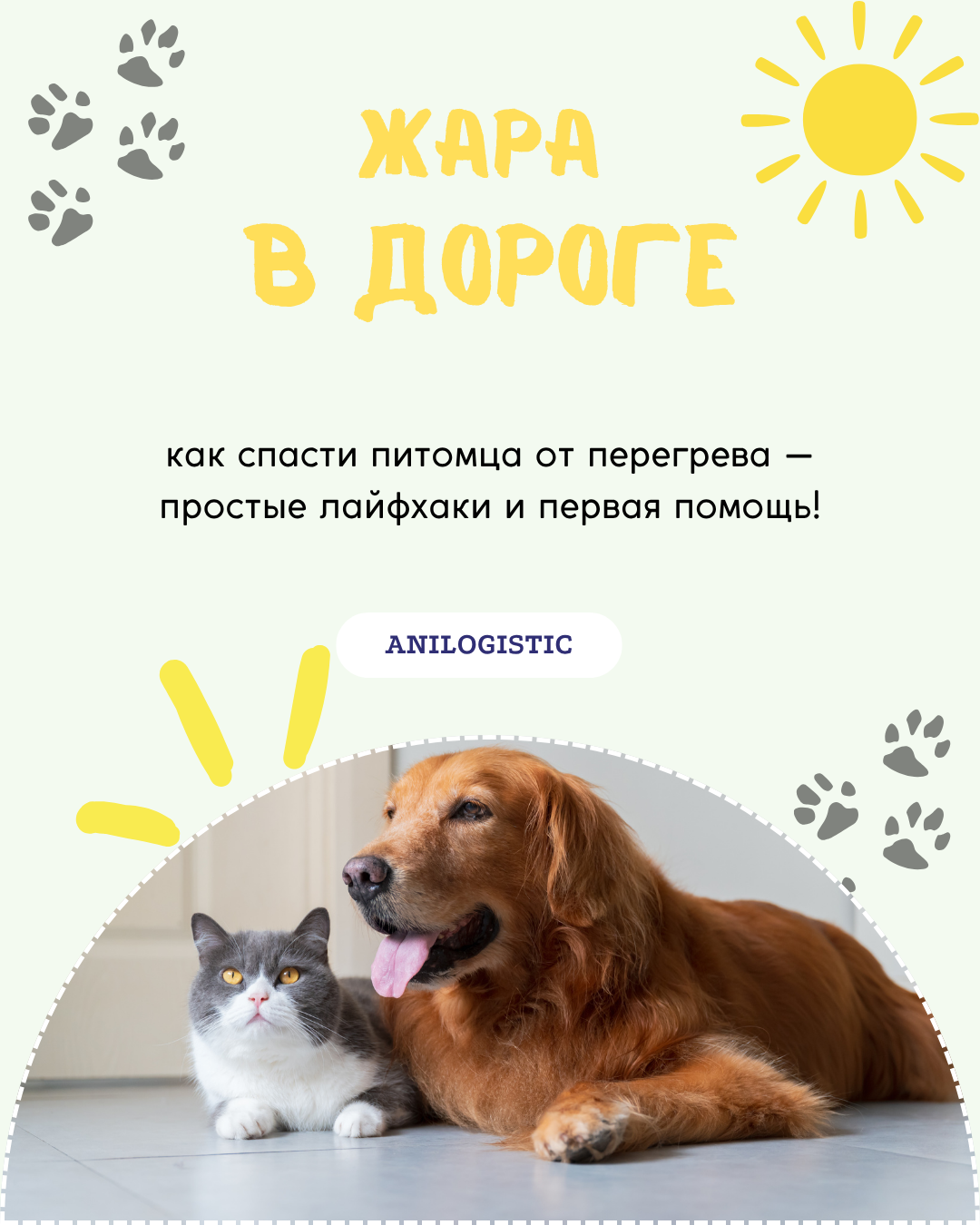 Животное в поездке летом — лайфхаки против теплового удара