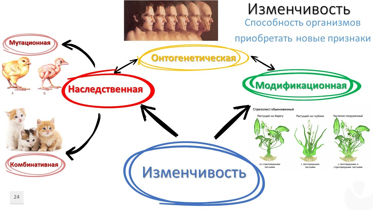 Примеры случайной изменчивости