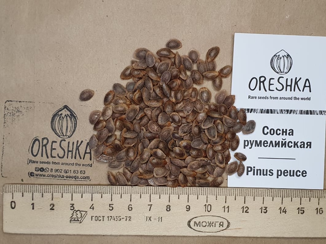 Oreshka Seeds Pinus peuce fresh seeds packet