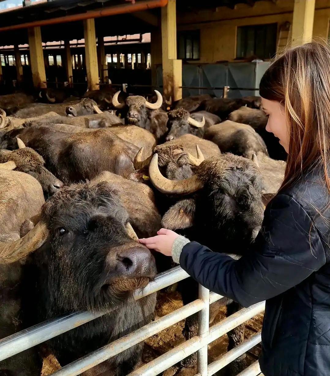 Черные буйволицы в стойле на ферме в Пестуме