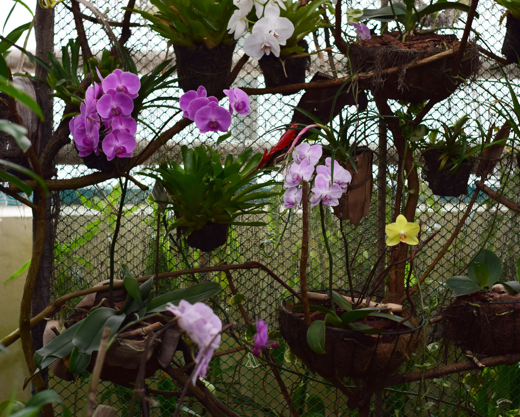 Орхидеи. Ботанический сад КемГУ. Фото Журавлевой Л.В.