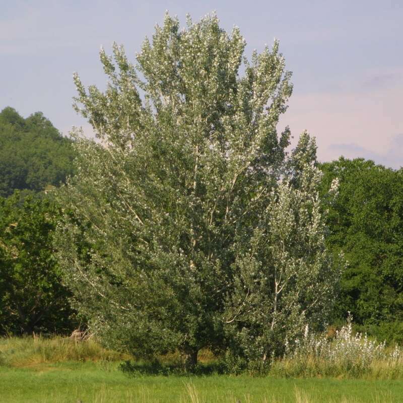 Тополь белый. Тополь белый нивея. Populus Alba Nivea. Тополь белый ракет Populus Alba raket. Тополь серебристый нивея.