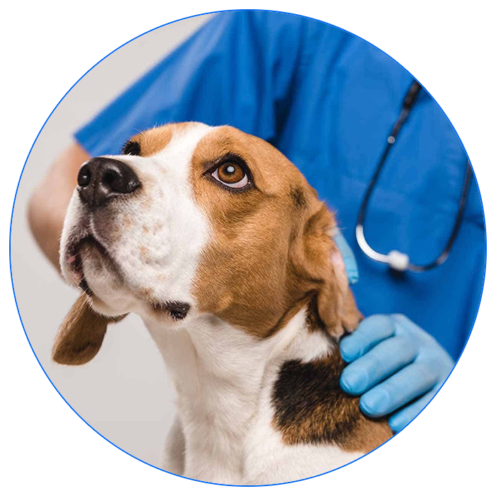 Кремация домашних животных - крематорий для животных в Москве