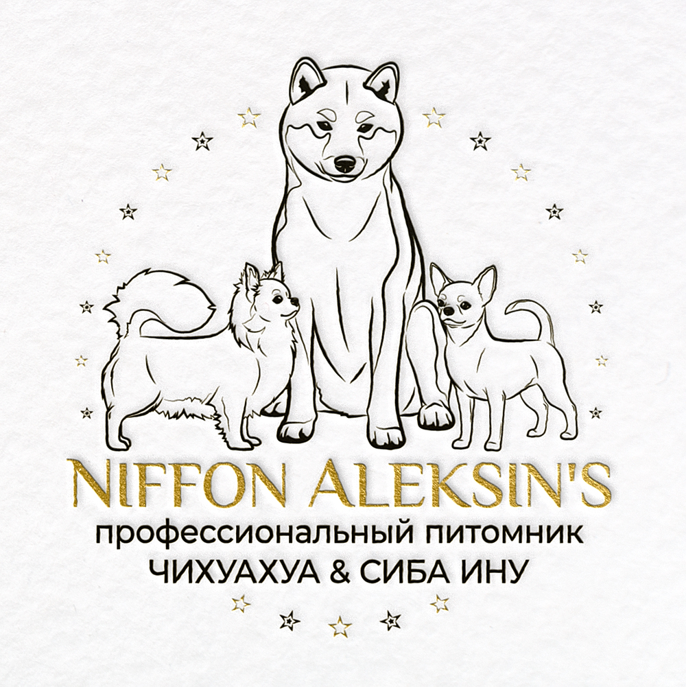 питомник сиба и чихуахуа Niffon Aleksin's