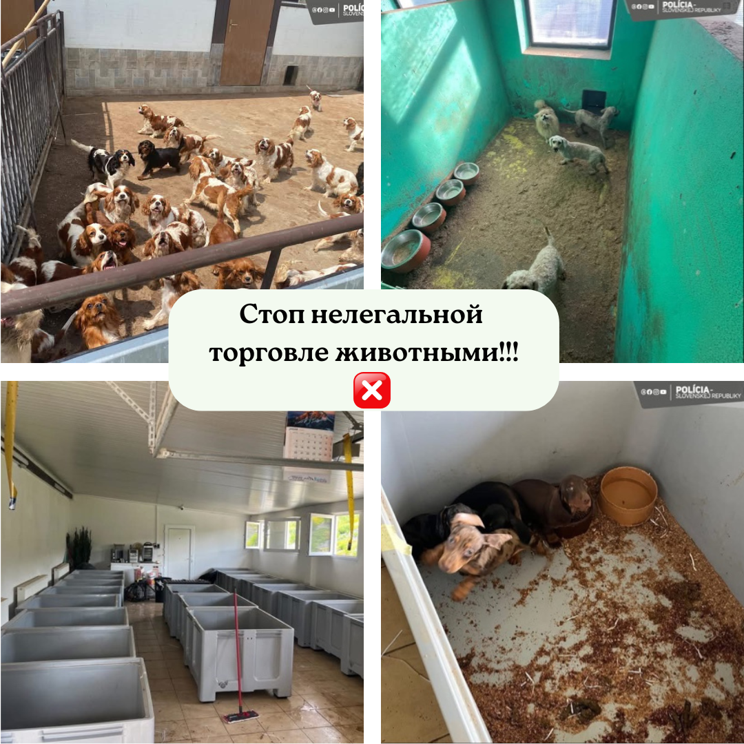 Спасённые собаки из нелегальной фермы в Словакии