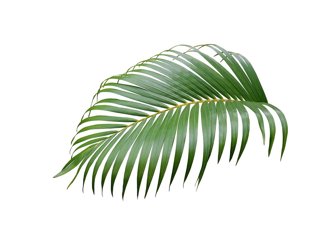 Degradeli Palm Leaf