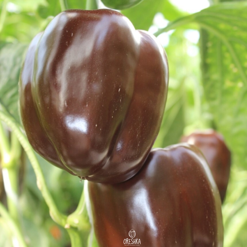 Seeds of Pepper Sweet Chocolate (Capsicum) — 10 pcs