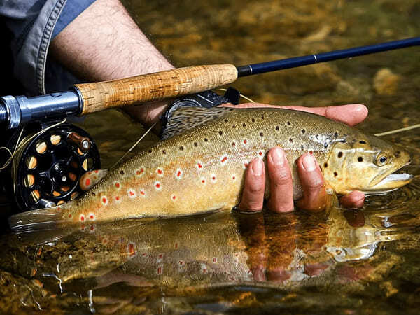 Семейный лагерь - форелевая рыбалка