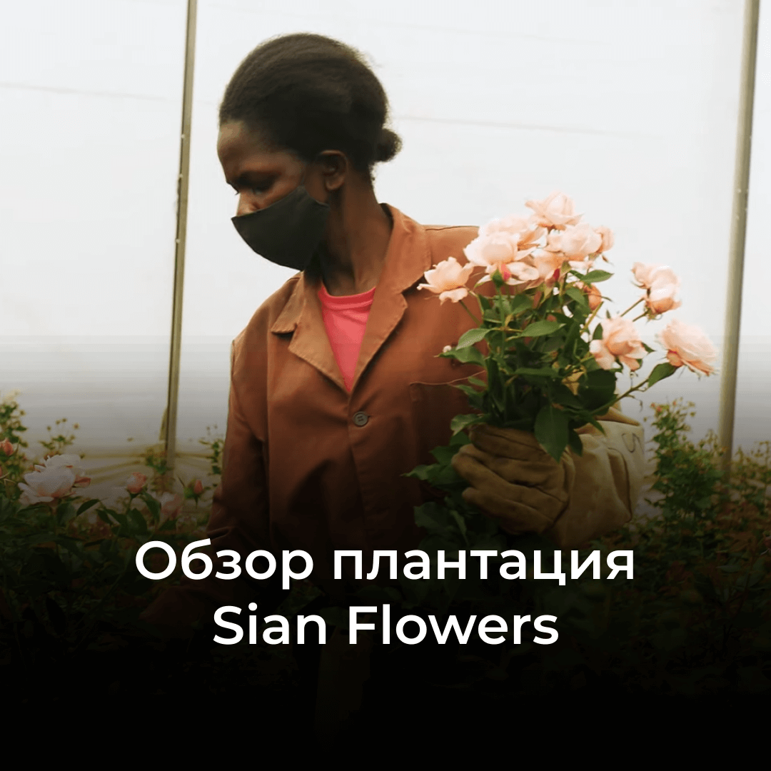 Плантация Sian Flowers: обзор ведущего производителя цветов из Кении