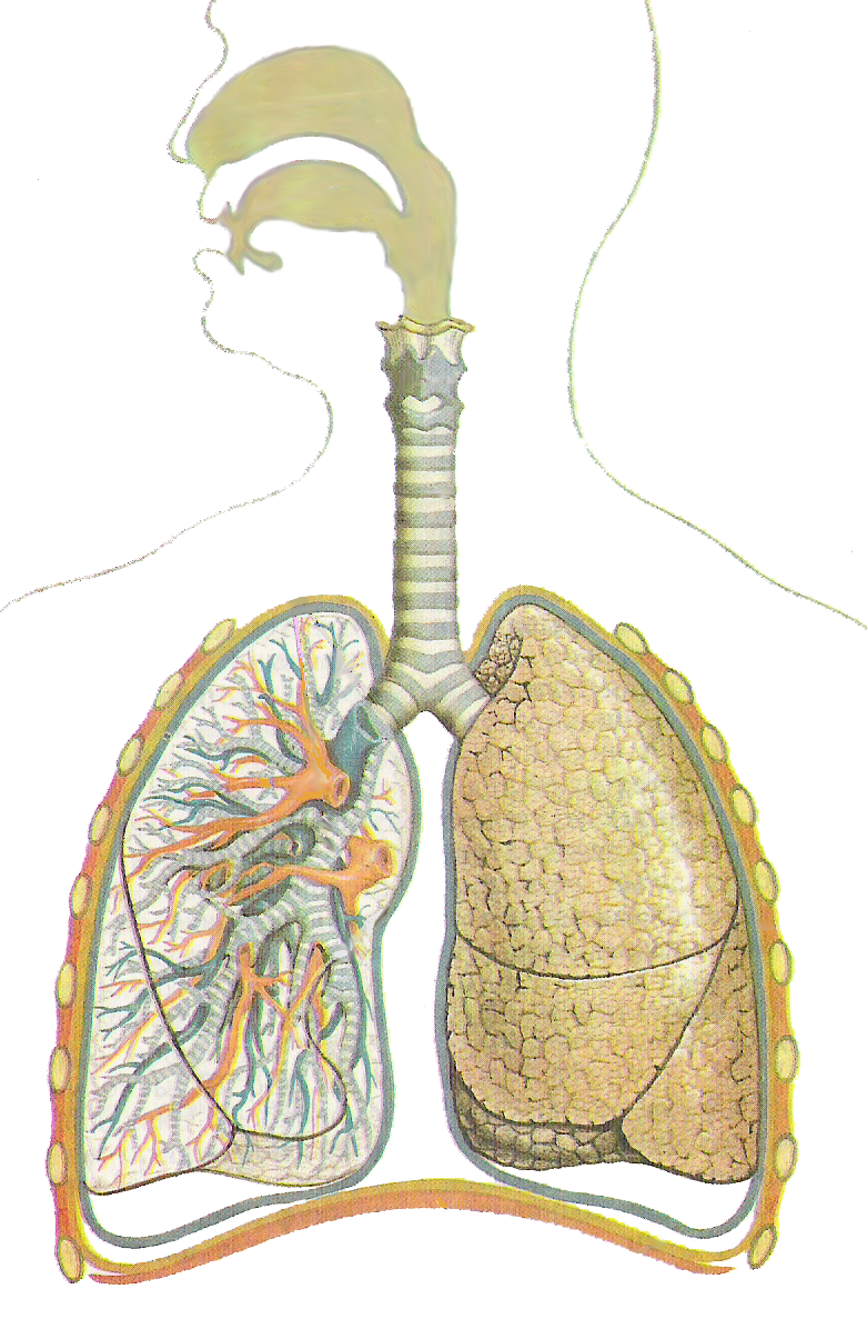 Дыхательная система трахея анатомия. Органы дыхания трахеи. Дыхательная система легкие. Легочная трахея.