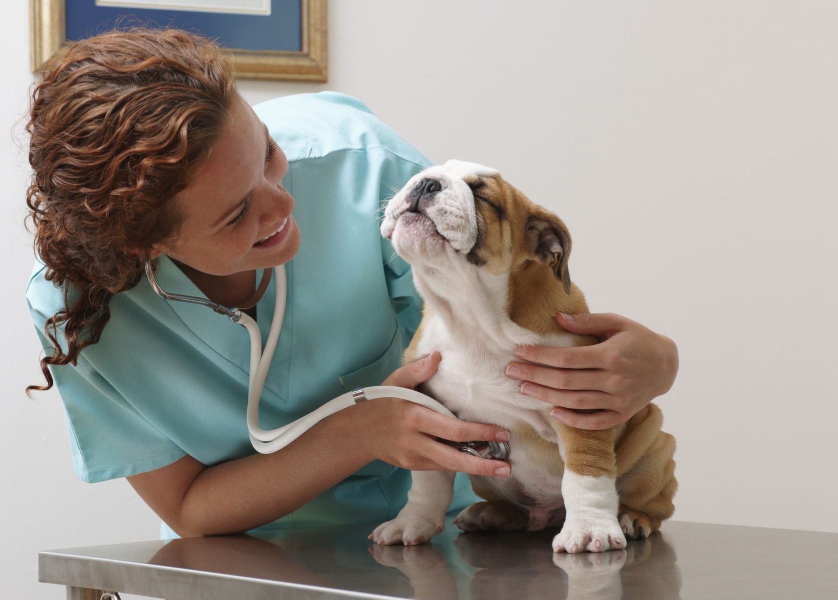 Ветеринарное страхование животных
