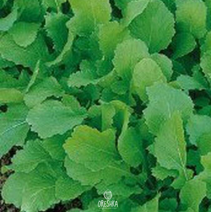 Seeds of mustard greens, Indian mustard, Chinese mustard (Brassica juncea) — 50 pcs