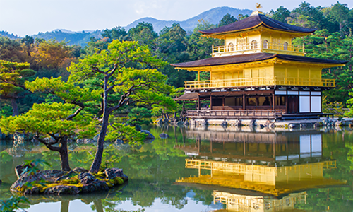 Золотой павильон и сосна в японском городе Киото