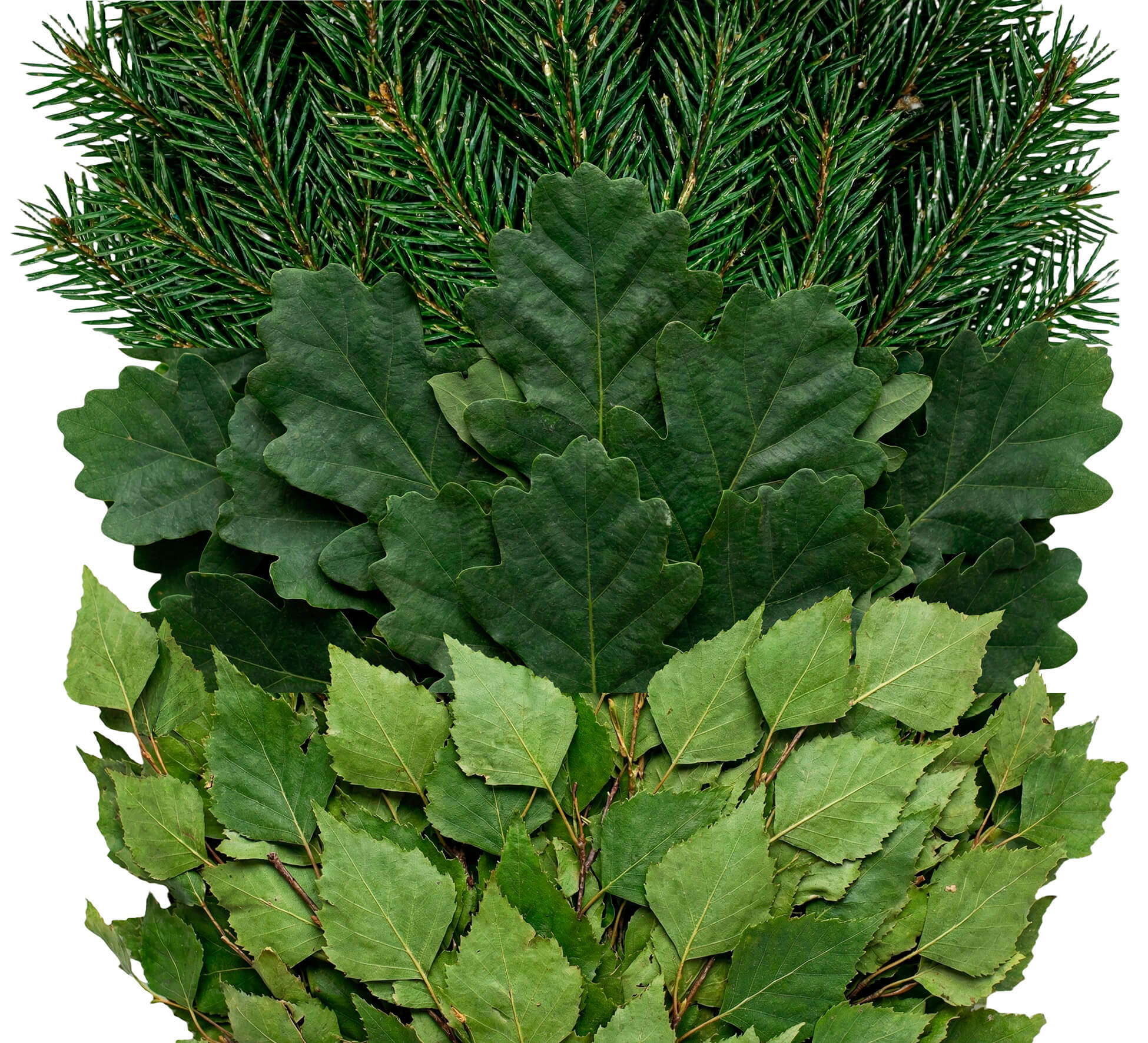 пихтовые веники производство урал заготовка пихты для веников веники для бани оптом