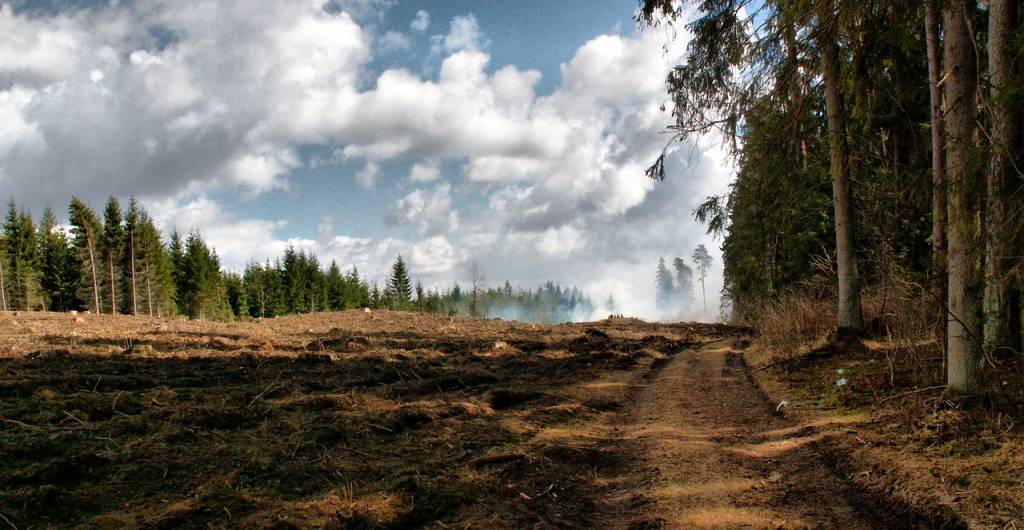 Forest bashkortostan ru проверить очередь на лес как