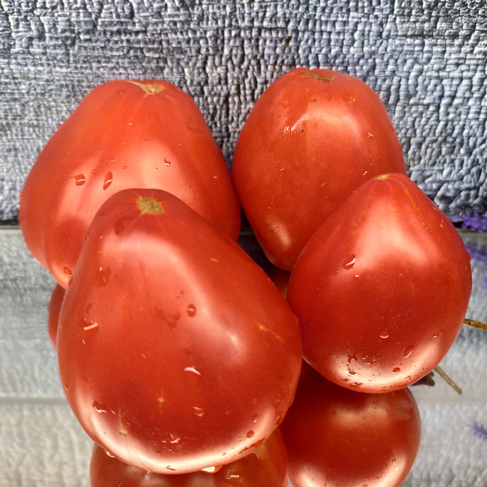 сорт томата алая заря отзывы фото