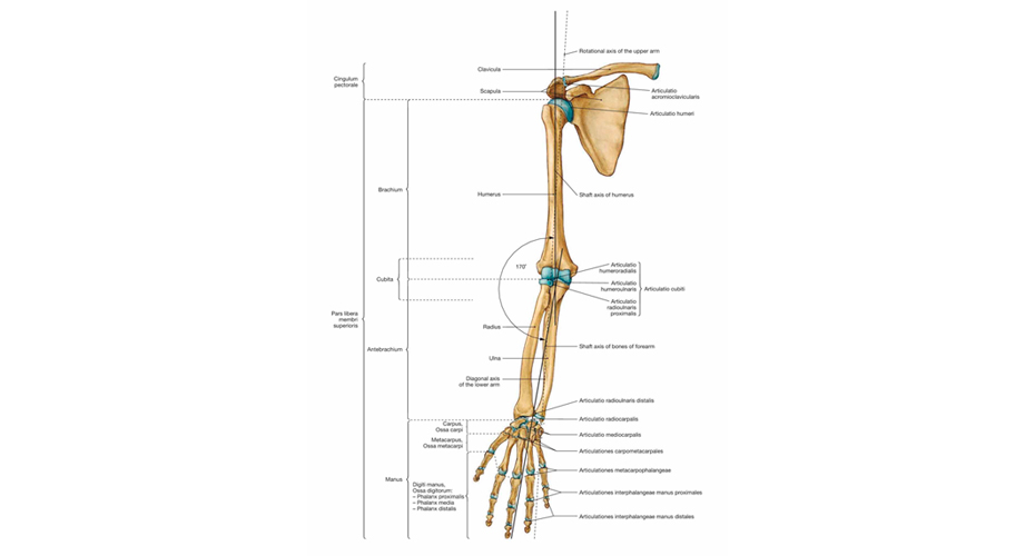 Кости добавочного скелета