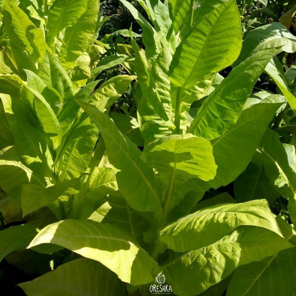 is it 21 to buy tobacco everywhere Did you know? The Tobacco 21 law raises the legal age to buy tobacco and vaping products from 18 to 21. Why? To help protect young people from a lifetime of addiction