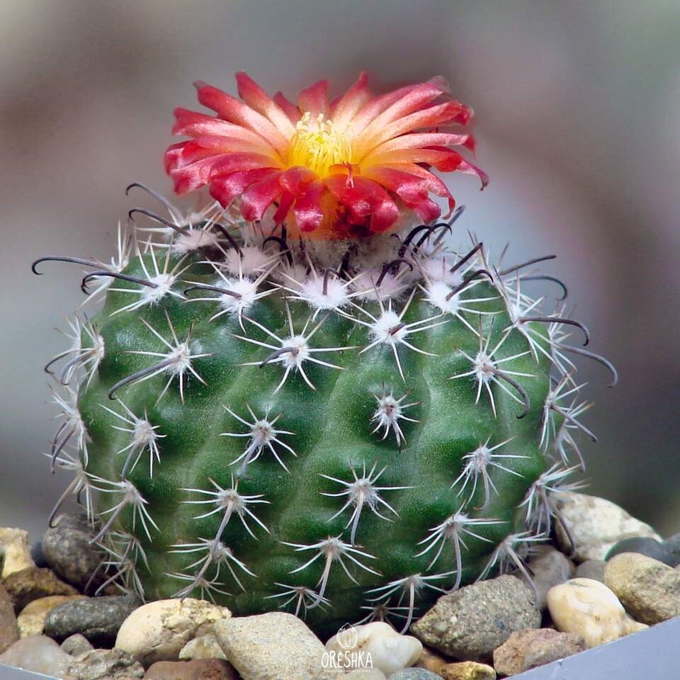 Seeds of Cactus Parodia subterranea FR 731 (Parodia subterranea FR 731) — 10 pcs