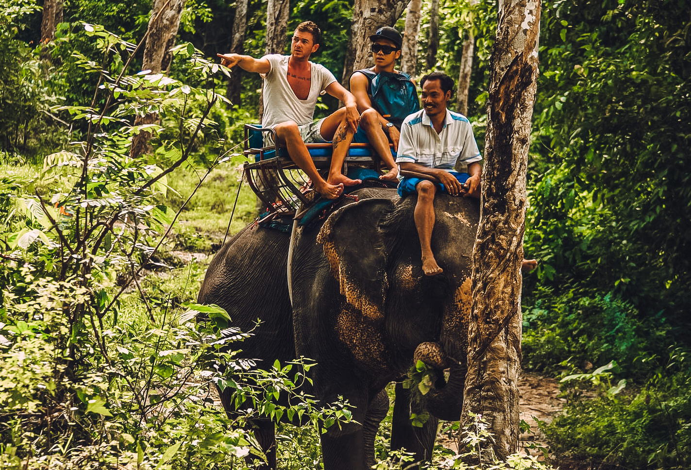 Тайланд 2. Чанг - тайский слон. Прогулка на слоне. Экскурсия катание на слоне. Катание на слонах в джунглях.