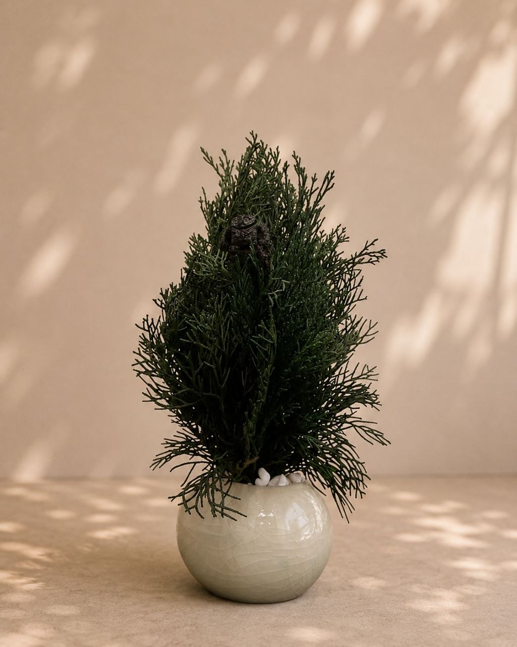 Cupressus sp.