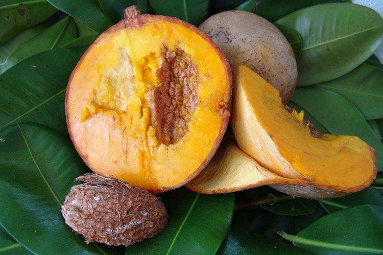 мармеладное дерево сапота. мамей сапота фрукт. мамей сапота фрукт. фрукт маммея размер. мамея что за фрукт.