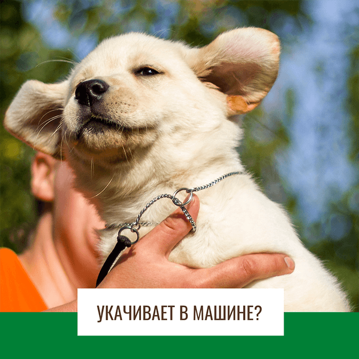 Лабрадора укачивает в машине?