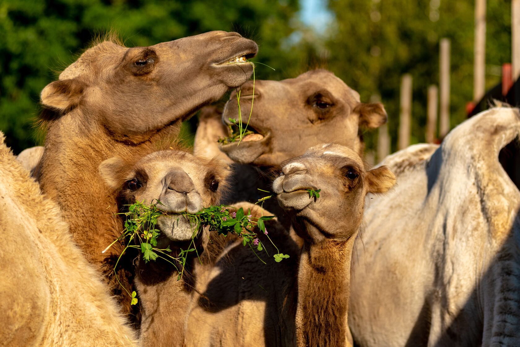 Верблюдицы на пастбище фермы CamelRussia