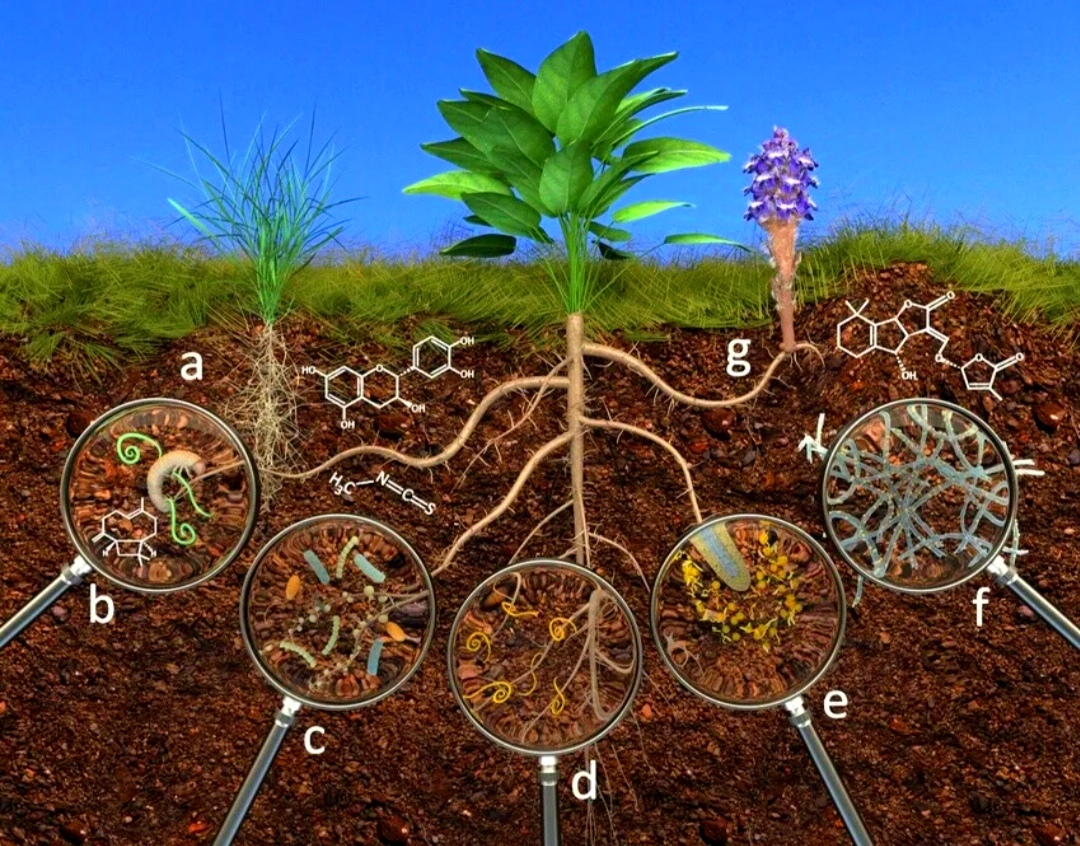 Почвенная среда