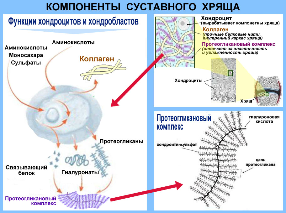 Коллаген в костной ткани