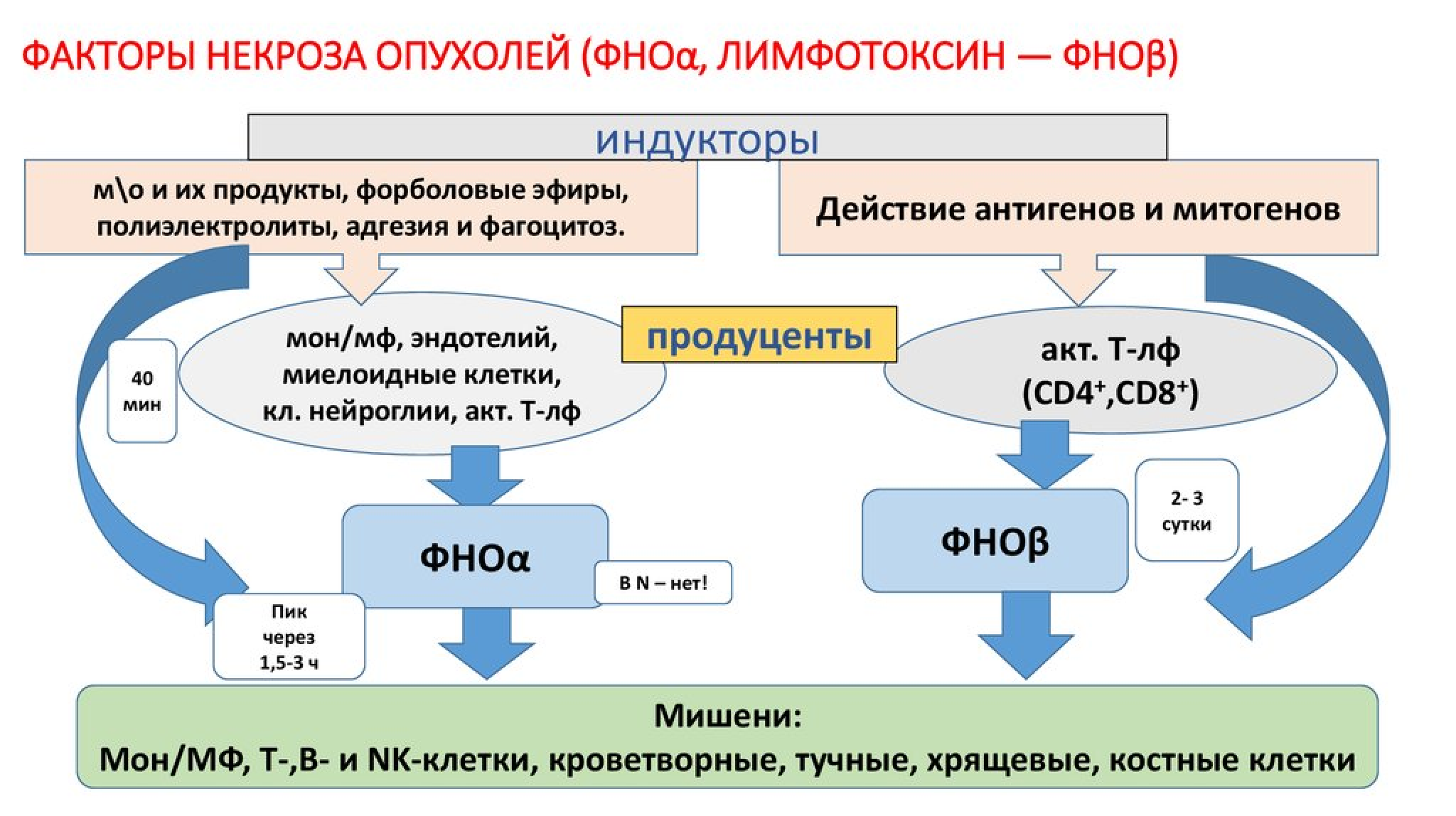 Фно фактор некроза опухоли