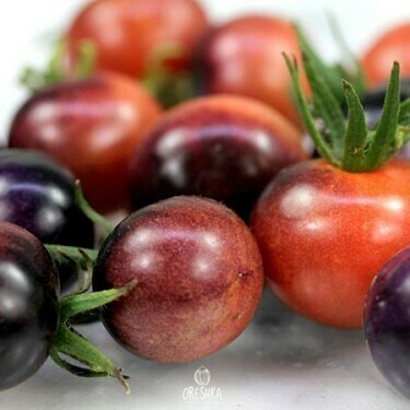 Seeds of Cherry tomato blue pitz (solanum lycopersicum) — 10 pcs